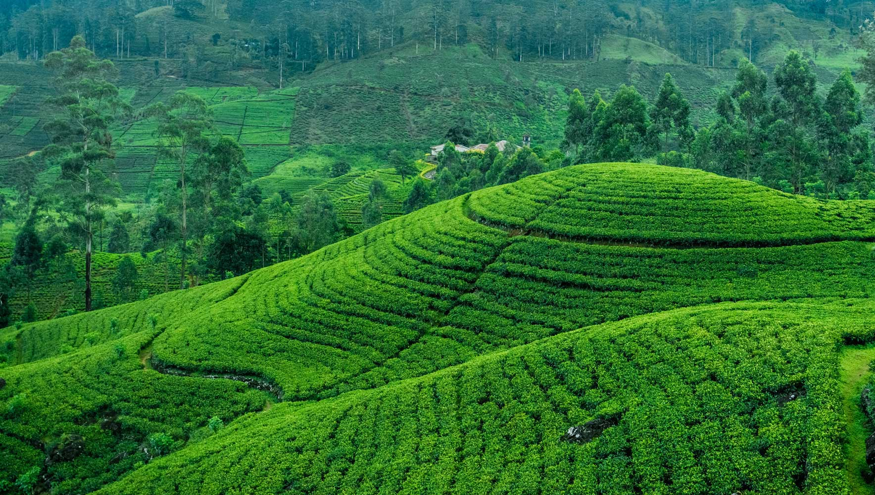 Tea Tourism in Sri Lanka